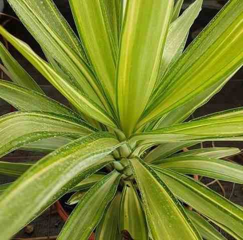 Sans Marque - Yucca Elephantipes 'Jewel' (Yucca pied d'éléphant) Couleur floraison:Blanc - Taille:Pot de 50L - 150/175cm - Image 1