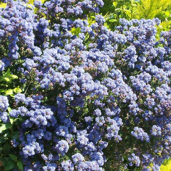 Céanothe, Lilas de Californie Victoria à fleurs Bleue/ - feuillage Persistant - Pot de 3L - 20/40 cm - Image 1