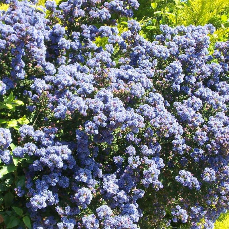 Céanothe, Lilas de Californie Victoria à fleurs Bleue - feuillage Persistant - Pot de 3L - 20/40 cm-  hauteur à maturité De 1,00 m à 1,50 m - Imagen 1