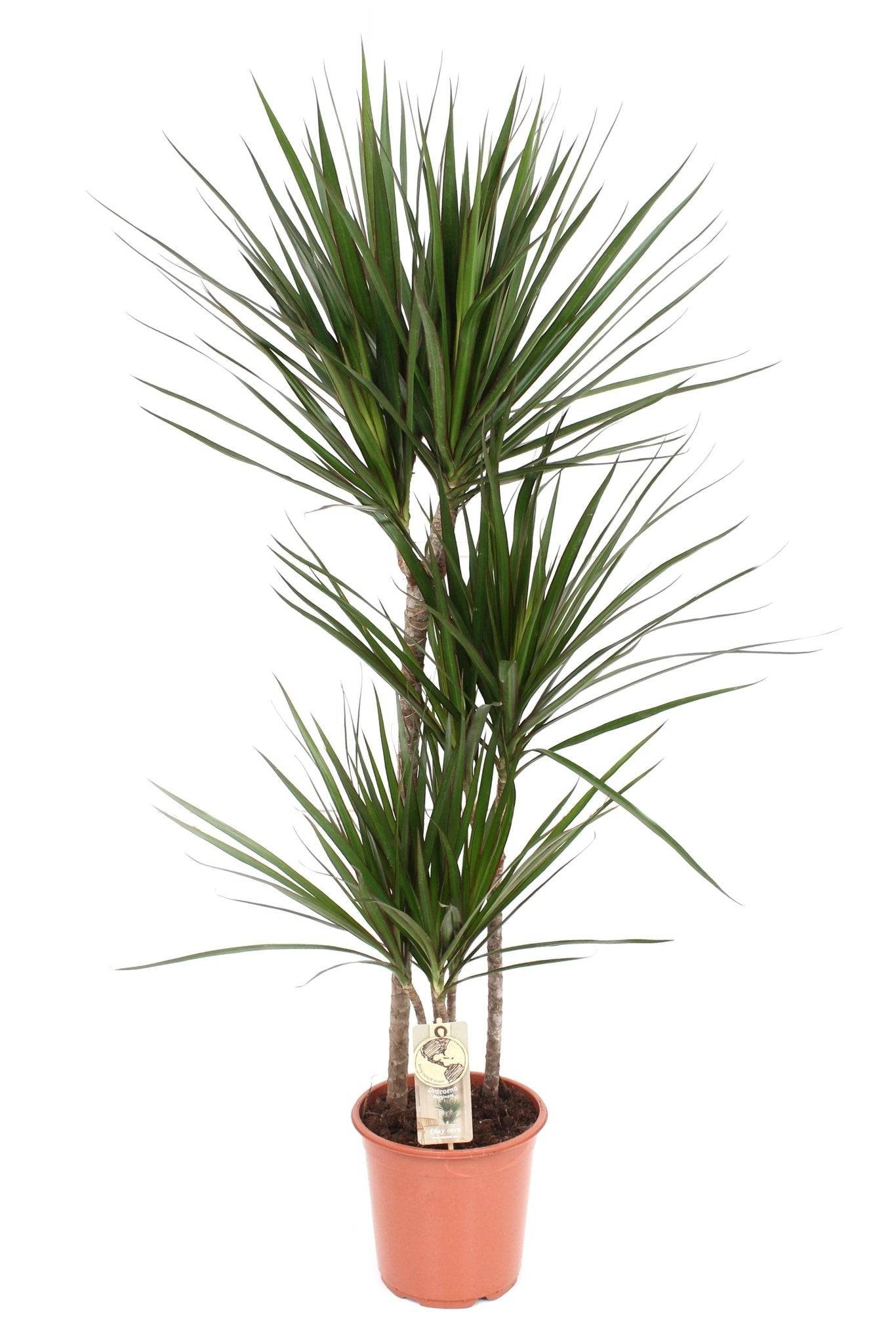 La Green Touch - Dracaena Marginata 80cm - Plante d'intérieur- La Green Touch - Imagen 1