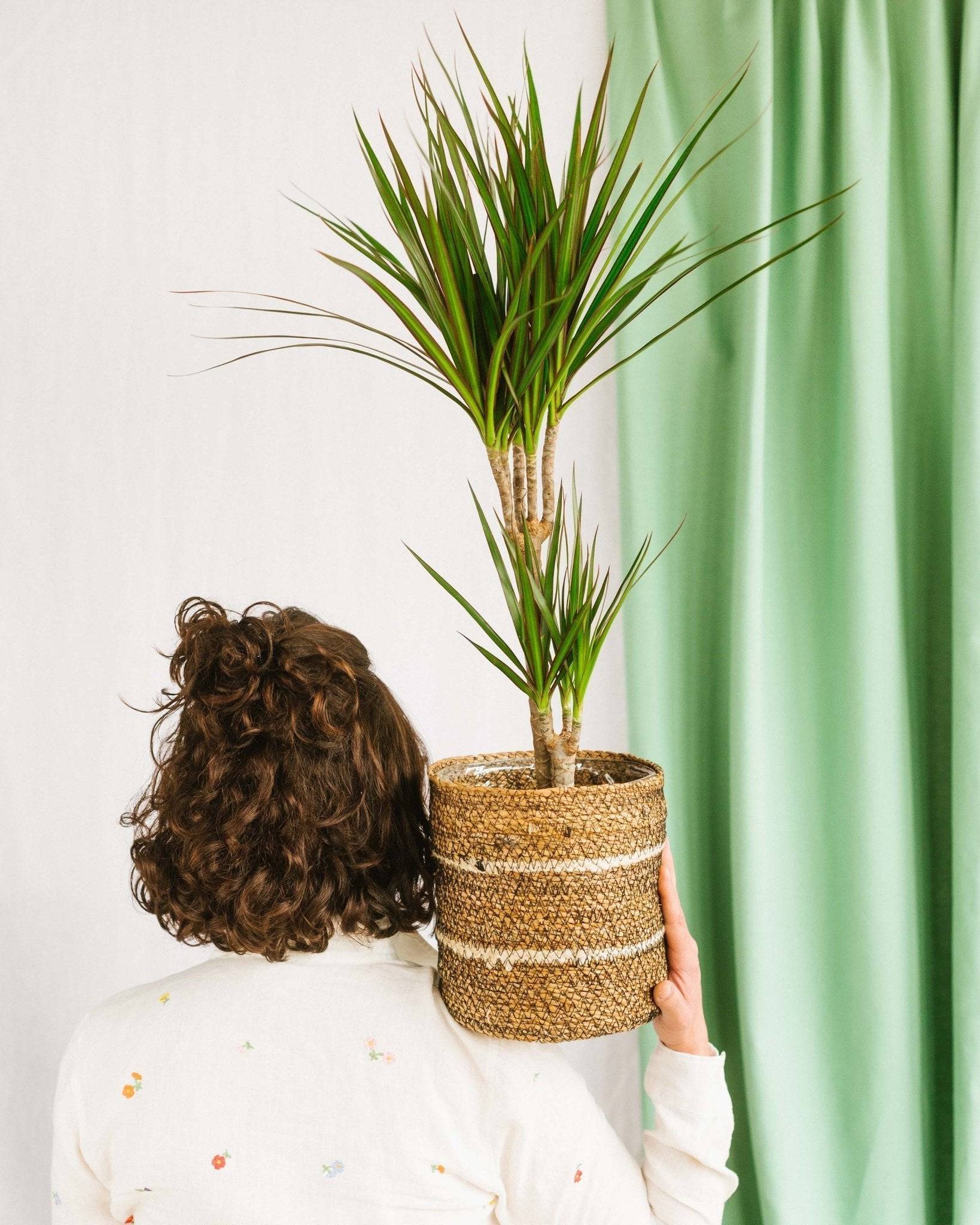 La Green Touch - Dracaena Marginata 80cm - Plante d'intérieur- La Green Touch - Imagen 2