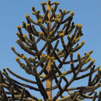 Araucaria araucana (imbricata) - Désespoir des singes Pot de 3L/4L