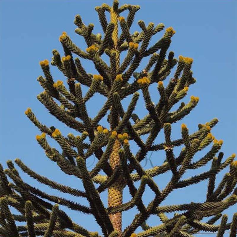 Araucaria araucana (imbricata) - Désespoir des singes Pot de 3L/4L