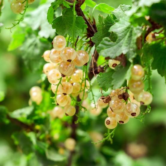 Promesse de Fleurs - Groseillier à grappes blanches Witte Parel ou White Pearl - Ribes rubrum Pot de 1,5L/2L, Buisson