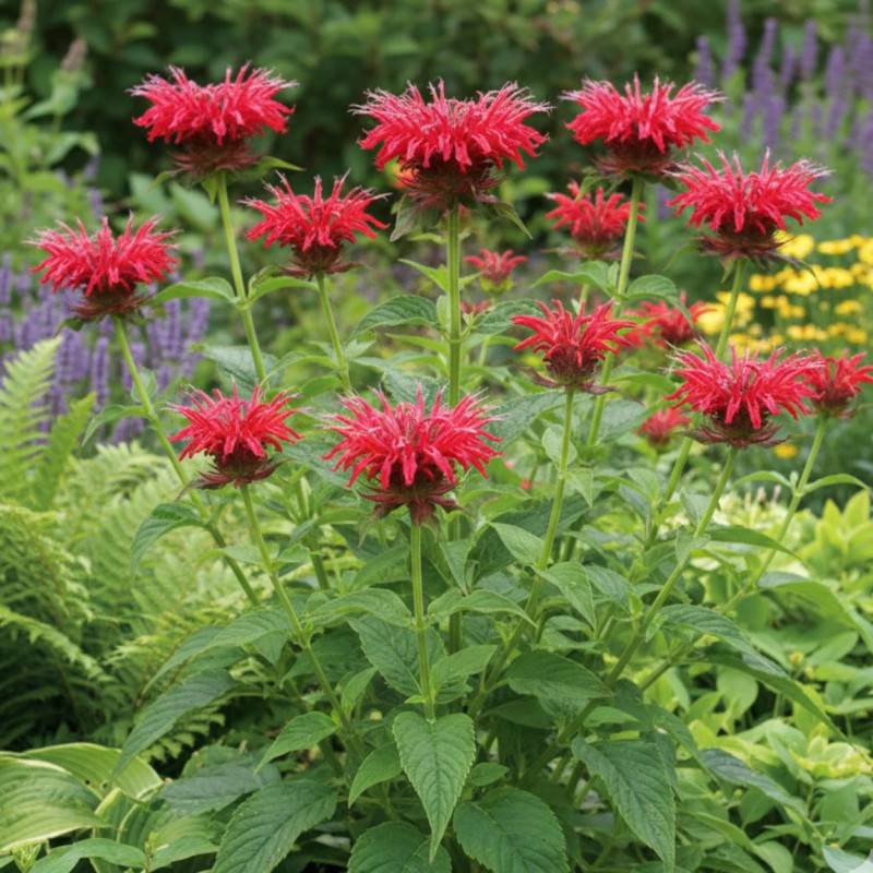 Monarde Mahogany à fleurs Rouge/ - feuillage Caduc - Godet - 5/20 cm