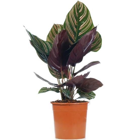 Gardenersdream - Calathea Ornata À Croissance Rapide | Plante En Pot Colorée Unique De 40 À 50 Cm - GardenersDream - Image 2