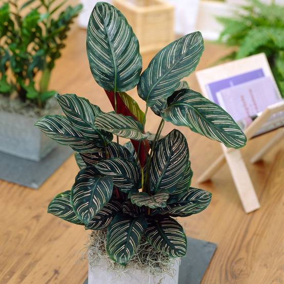 Gardenersdream - Calathea Ornata À Croissance Rapide | Plante En Pot Colorée Unique De 40 À 50 Cm - GardenersDream - Image 1