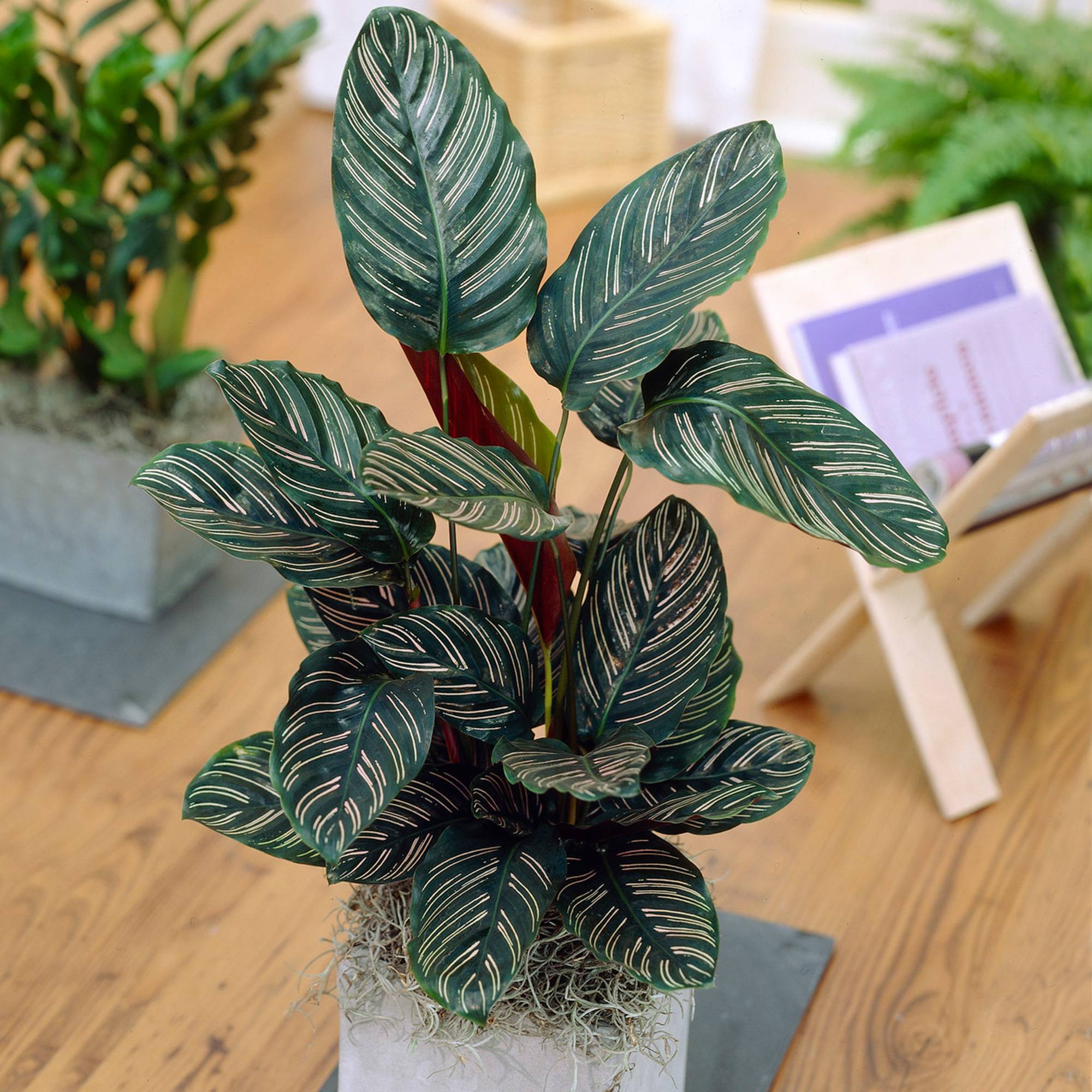 Gardenersdream - Calathea Ornata À Croissance Rapide | Plante En Pot Colorée Unique De 40 À 50 Cm - GardenersDream - Image 1