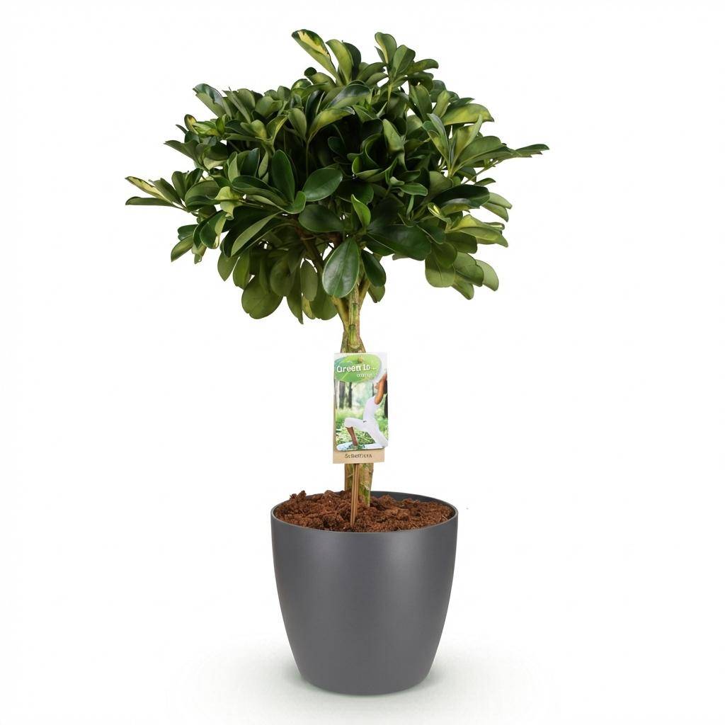 La Green Touch - Schefflera Doré Capelle - H75cm - Image 4