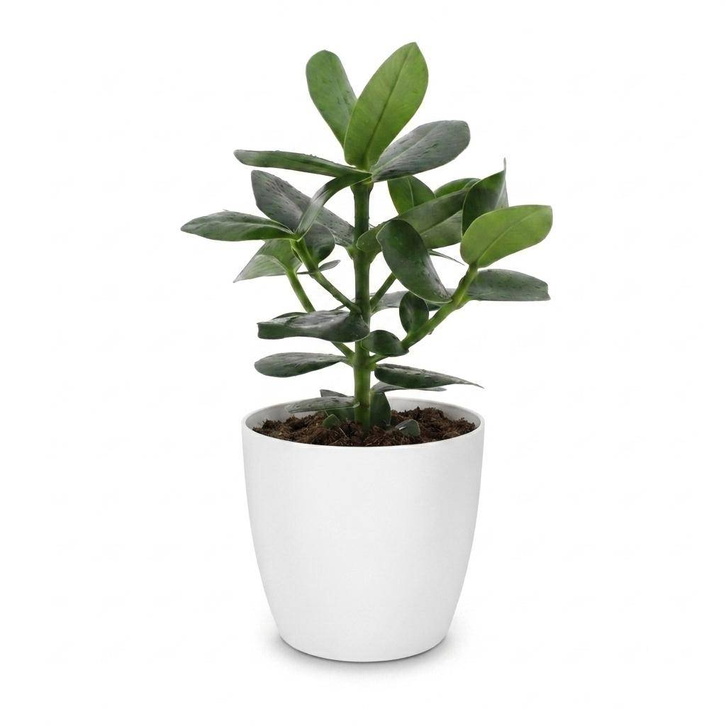 La Green Touch - Clusia rosea Princess - Arbre autographe - Avec cache-pot blanc - Pot Ø12 cm, H 40 cm - Image 2