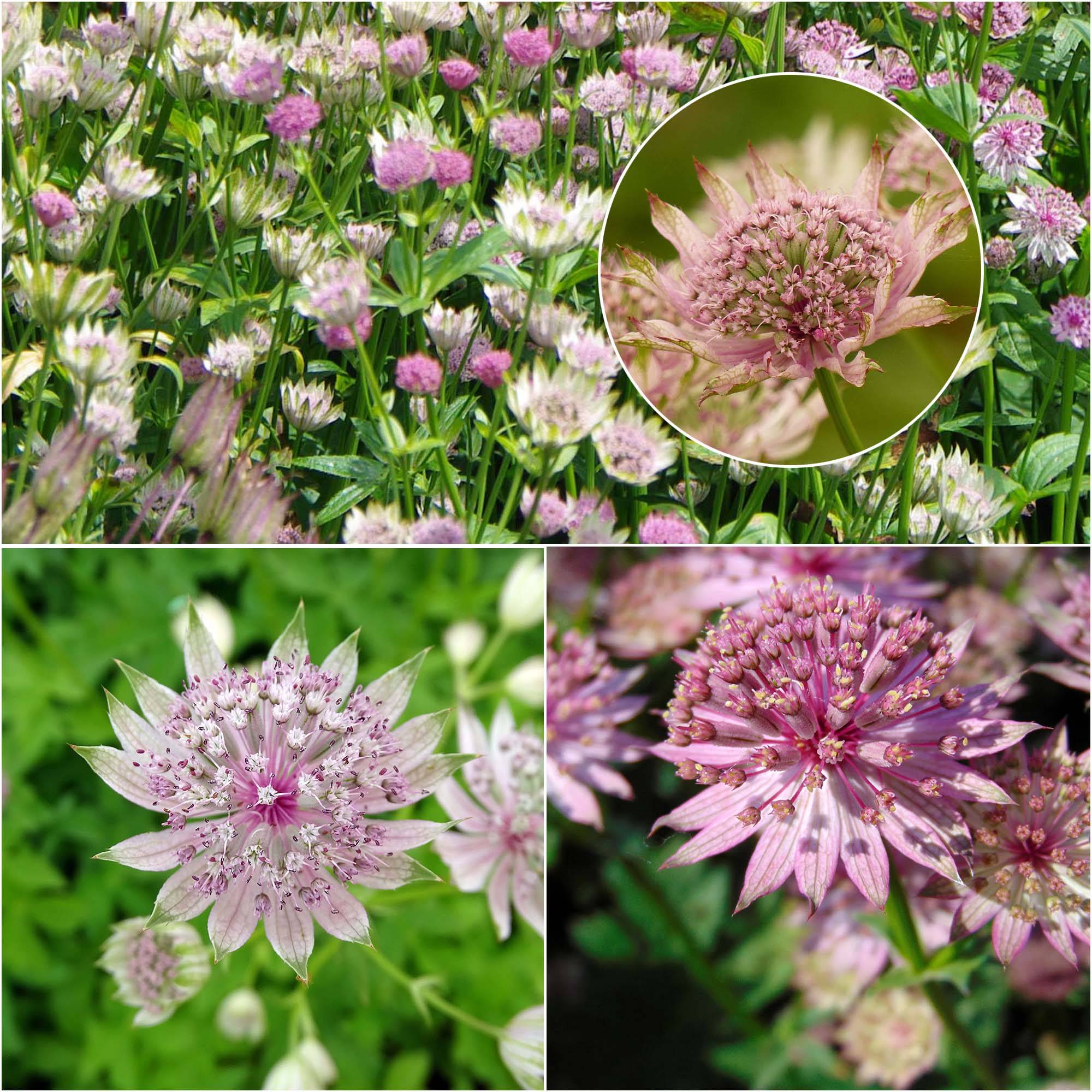 Collection de 3 astrances roses - Astrantia major - Collection de 3 plantes