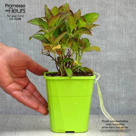Hortensia - Hydrangea macrophylla Miss Saori Pot de 1L/1,5L - Image 2