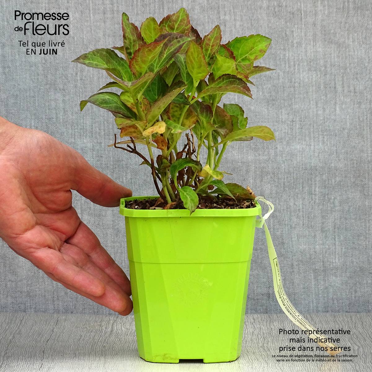 Hortensia - Hydrangea macrophylla Miss Saori Pot de 1L/1,5L - Image 2