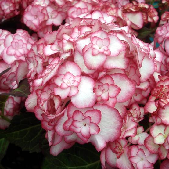 Hortensia - Hydrangea macrophylla Miss Saori Pot de 1L/1,5L - Image 1