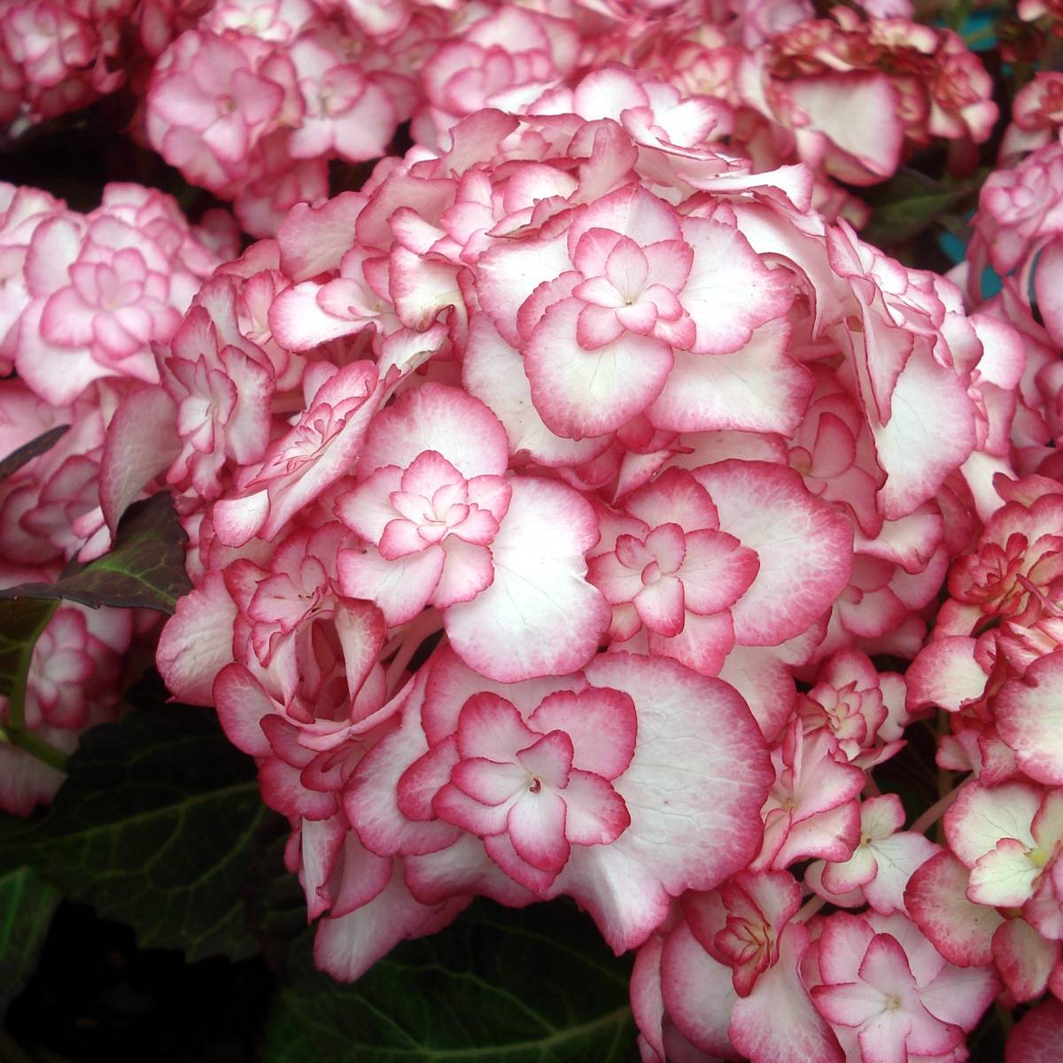 Hortensia - Hydrangea macrophylla Miss Saori Pot de 1L/1,5L - Image 1
