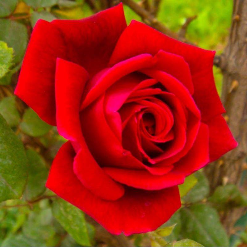 Rosier 'Mister Lincoln' - Conteneur 3L - Pépinières Naudet - Image 1
