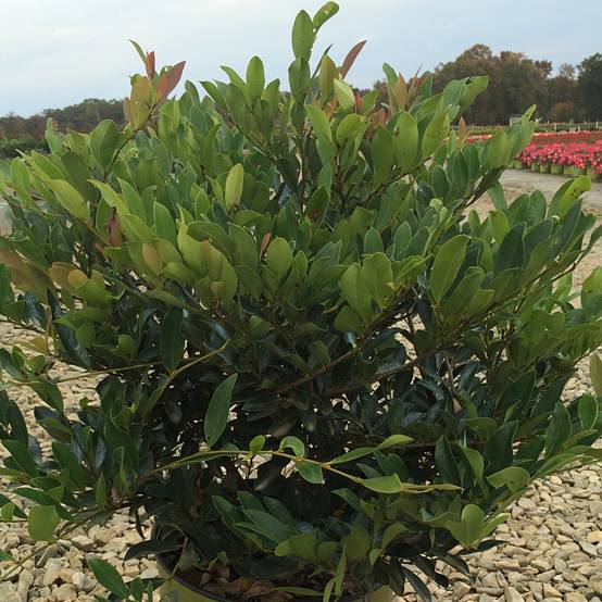 Distylium (x) Blue Cascade Pot de 3L/4L - Image 1