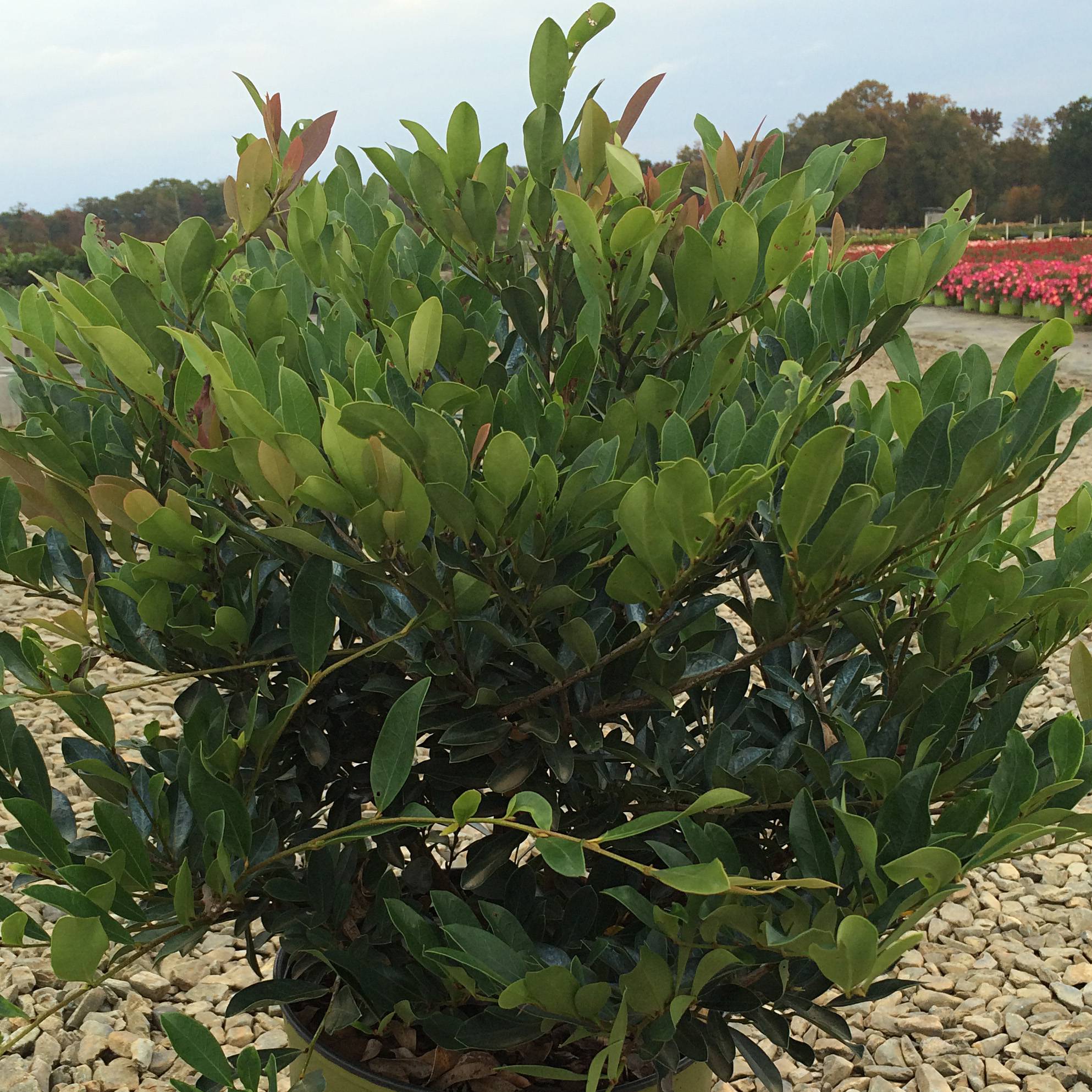 Distylium (x) Blue Cascade Pot de 3L/4L - Image 1
