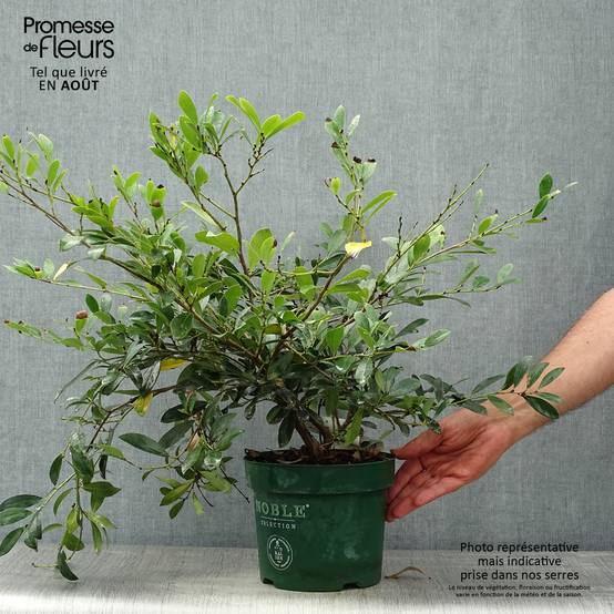 Distylium (x) Blue Cascade Pot de 3L/4L - Image 2