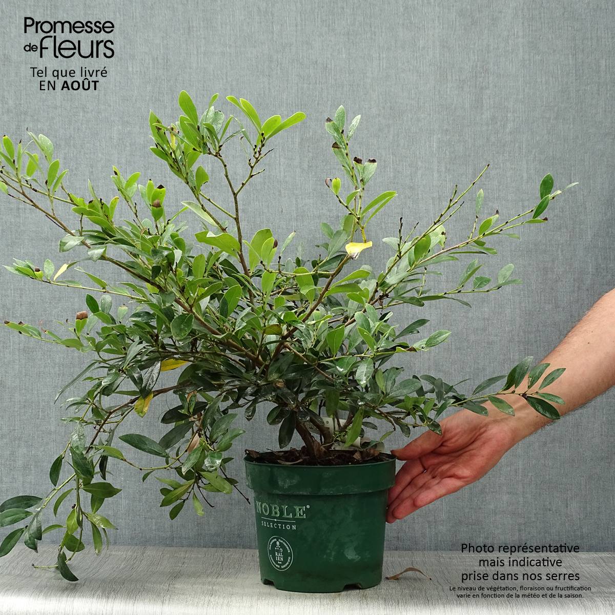 Distylium (x) Blue Cascade Pot de 3L/4L - Image 2