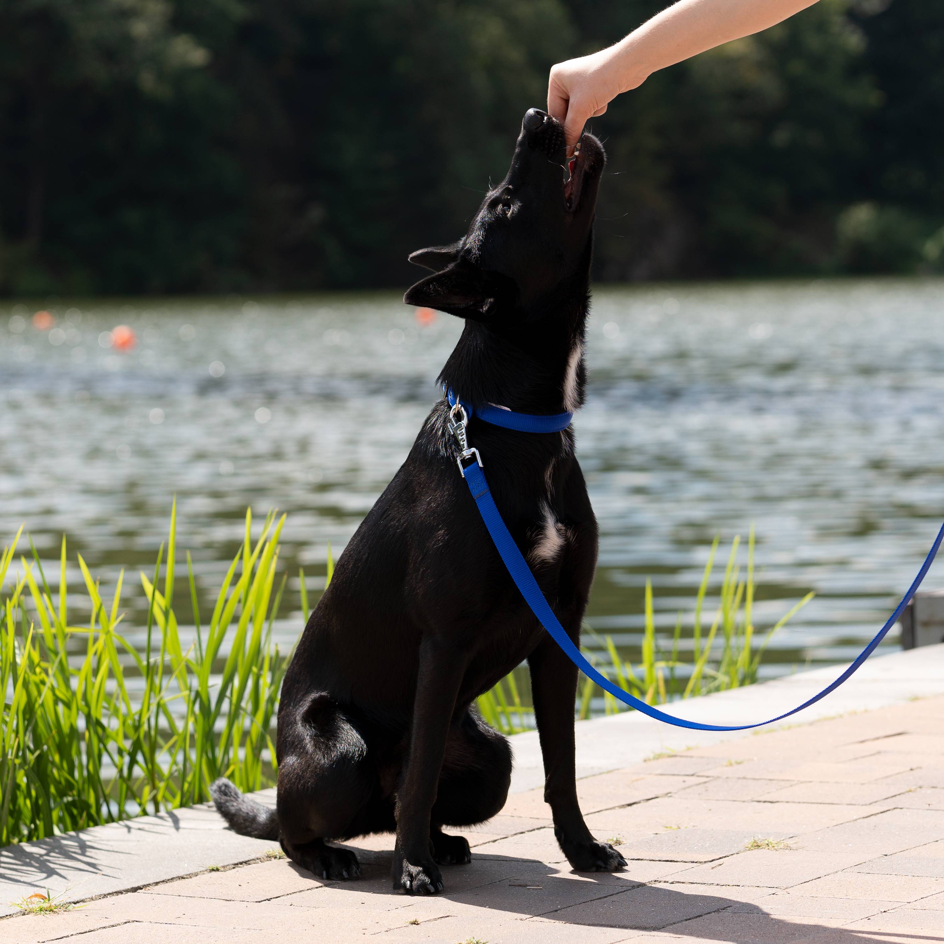 Ferplast - Collier chien chiens nylon souple rembourrage FERPLAST DAYTONA différentes tailles et couleurs - Imagen 3