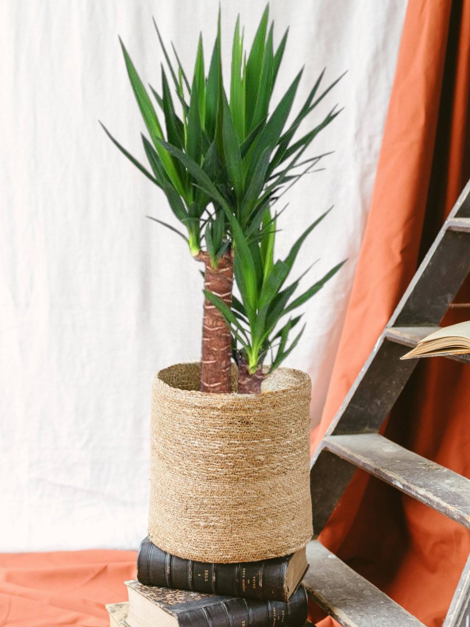 Yucca 80cm - Plante d'intérieur- La Green Touch - Image 2