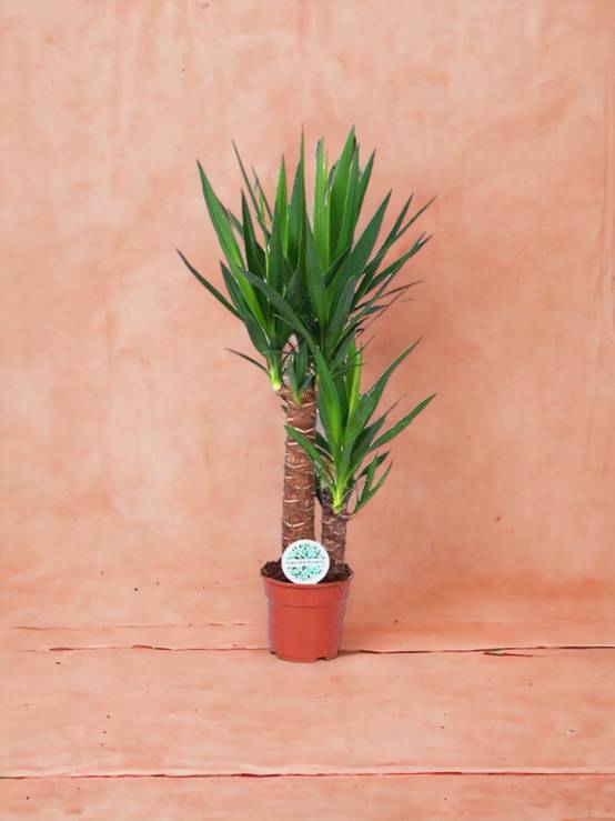 Yucca 80cm - Plante d'intérieur- La Green Touch - Image 4