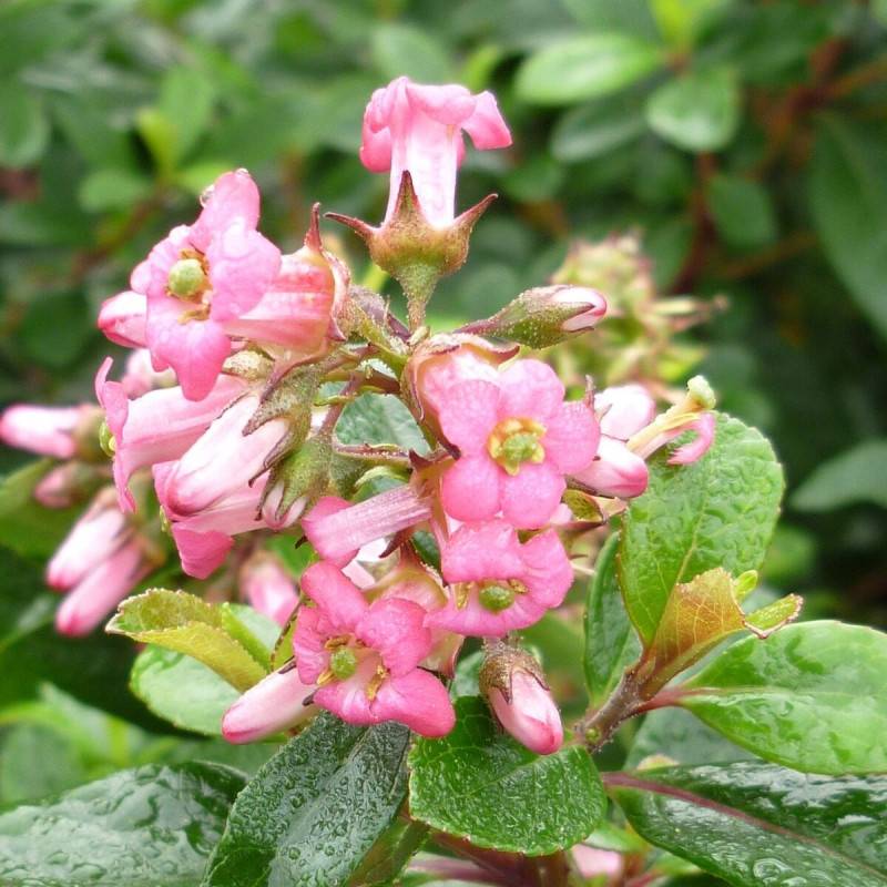 Escallonia organiensis à fleurs Rose - feuillage Persistant - Pot de 4L - 20/40 cm-  hauteur à maturité De 1,00 m à 1,50 m - Imagen 1