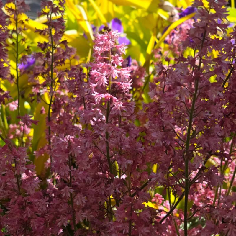 Heucherella Pink Revolution® à fleurs Rose/ - feuillage Caduc - Godet - 5/20 cm - Imagen 5