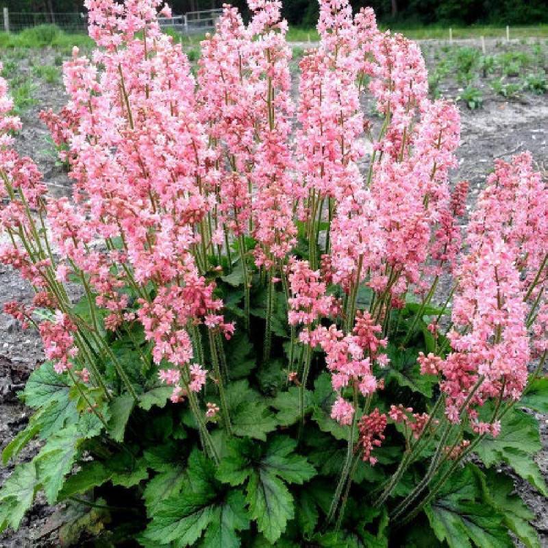 Heucherella Pink Revolution® à fleurs Rose/ - feuillage Caduc - Godet - 5/20 cm - Imagen 2
