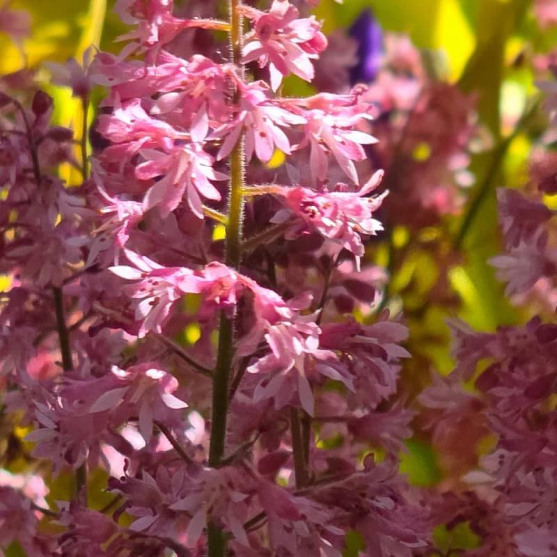 Heucherella Pink Revolution® à fleurs Rose/ - feuillage Caduc - Godet - 5/20 cm - Imagen 4
