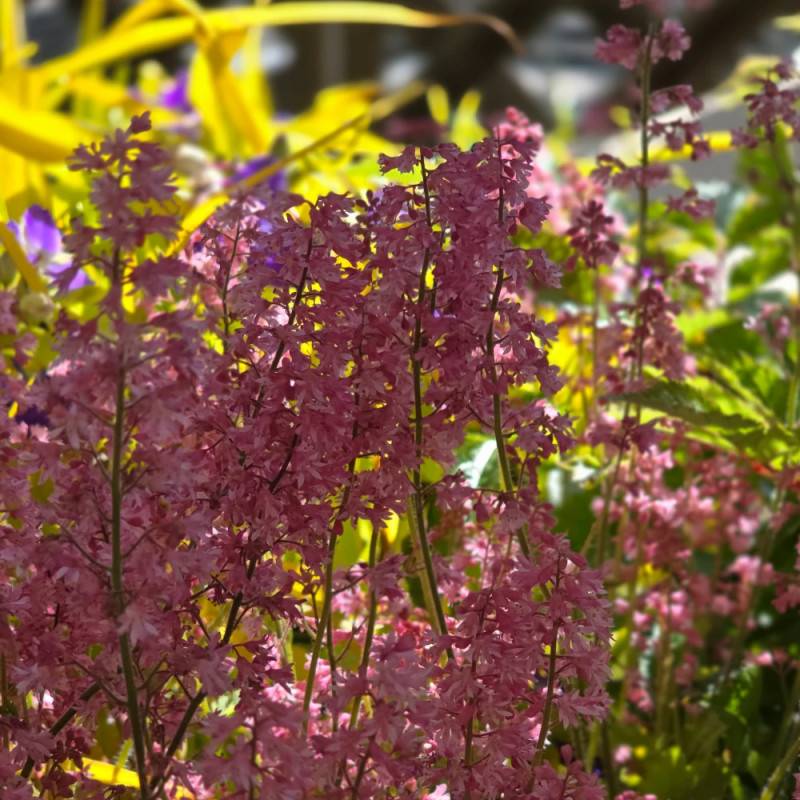 Heucherella Pink Revolution® à fleurs Rose/ - feuillage Caduc - Godet - 5/20 cm - Imagen 3