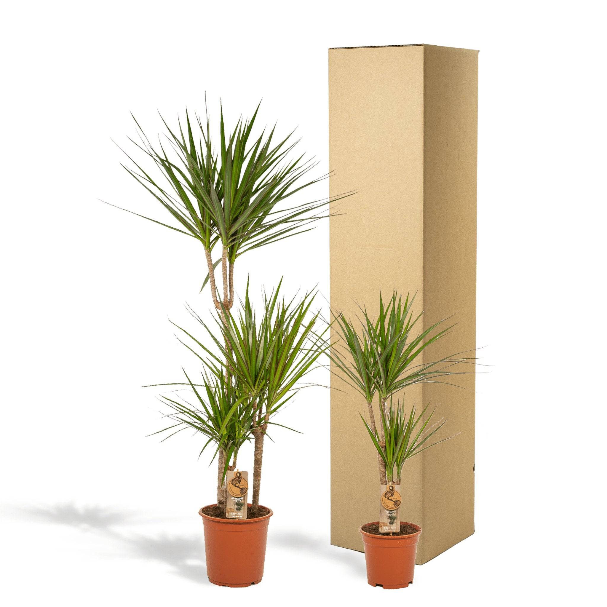 La Green Touch - Dracaena duo de plantes h120cm 120cm - Plante d'intérieur- La Green Touch - Imagen 5