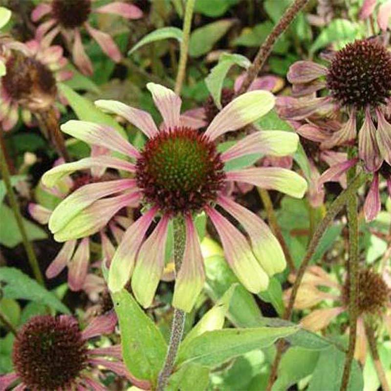 Echinacea Green Twister - Echinacée Pot de 1,5L/2L