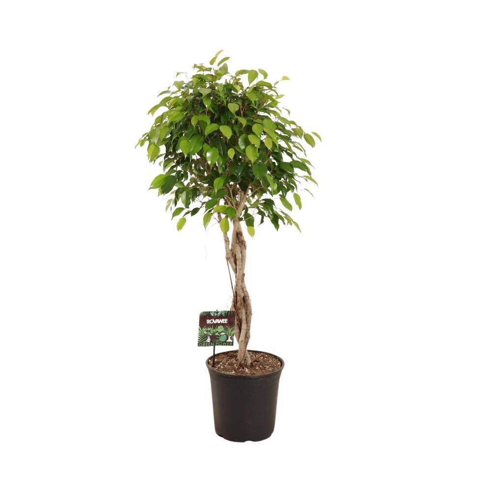 Ficus Benjamina Exotica - D27 H120cm - Image 1