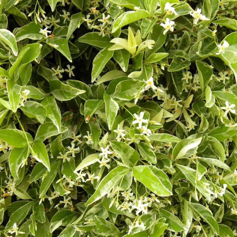 Jasmin étoilé Variegata à fleurs Blanche - feuillage Persistant - Pot de 3L - Echelle bambou 60/120 cm- hauteur à maturité De 3,00 m à 5,00 m - Image 2