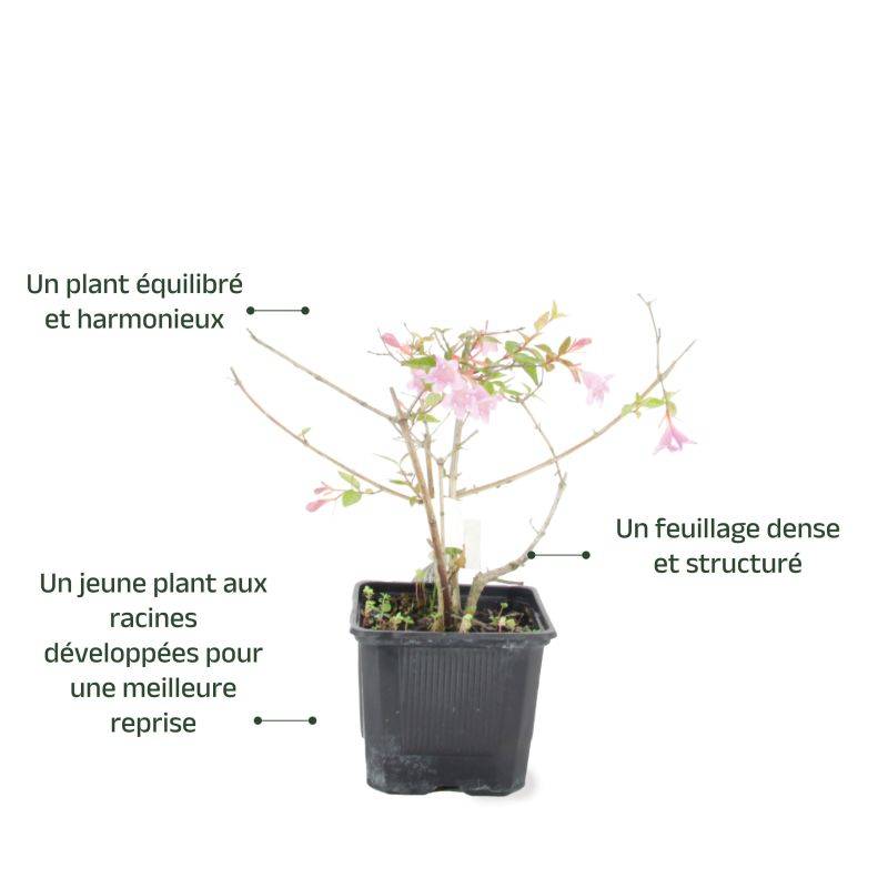 Abélia x grandiflora 'Edward Goucher' (Abelia x grandiflora 'Edward Goucher') - Godet - Taille 13/25cm - Pépinières Naudet - Imagen 3