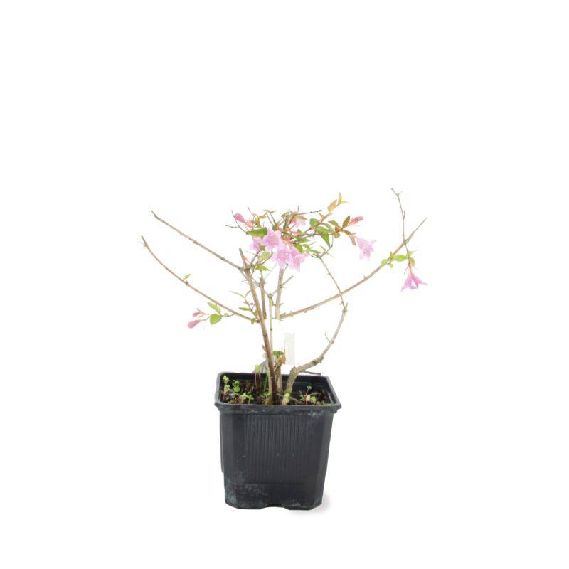 Abélia x grandiflora 'Edward Goucher' (Abelia x grandiflora 'Edward Goucher') - Godet - Taille 13/25cm - Pépinières Naudet - Imagen 2