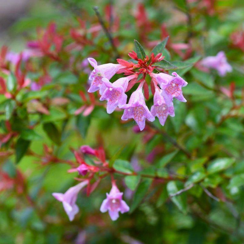 Abélia x grandiflora 'Edward Goucher' (Abelia x grandiflora 'Edward Goucher') - Godet - Taille 13/25cm - Pépinières Naudet - Imagen 1