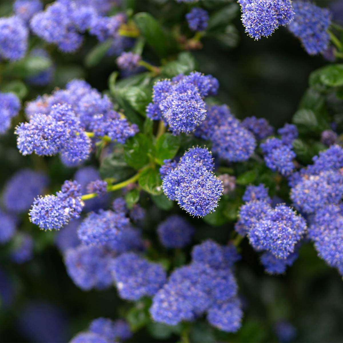 Promesse de Fleurs - Céanothe Autumnal Blue Pot de 2L/3L