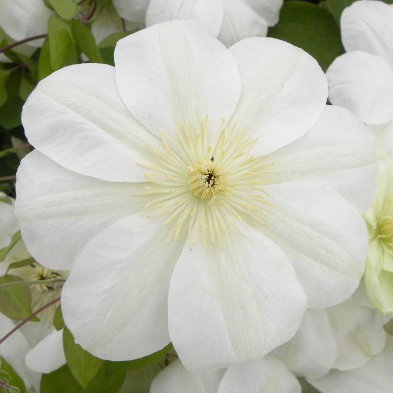 Clématite Guernsey Cream à fleurs Blanche - feuillage Caduc - Godet - 5/20 cm-  hauteur à maturité De 2,00 m à 2,50 m - Imagen 1