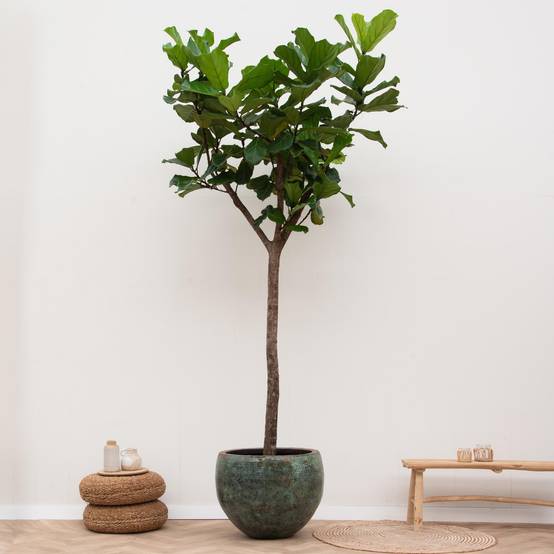 Ficus Lyrata Arbre Xxxl - D45 H270cm - Image 2