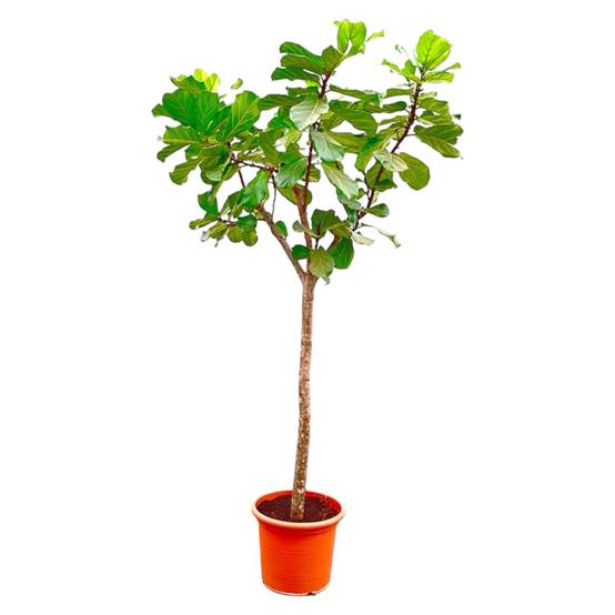 Ficus Lyrata Arbre Xxxl - D45 H270cm - Image 1