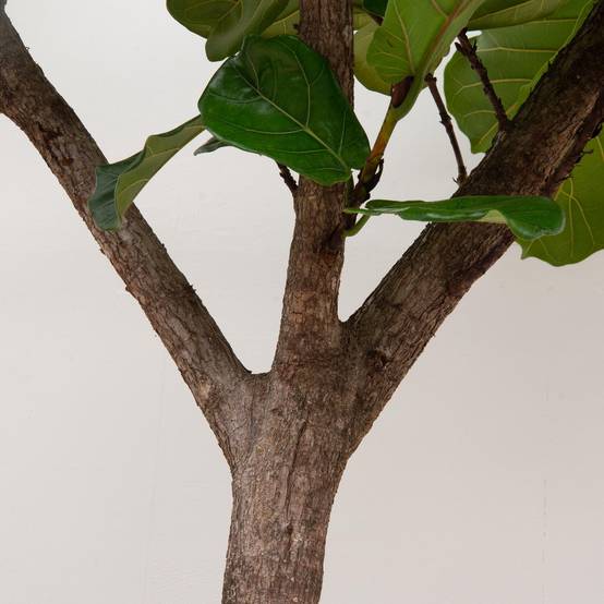 Ficus Lyrata Arbre Xxxl - D45 H270cm - Image 3