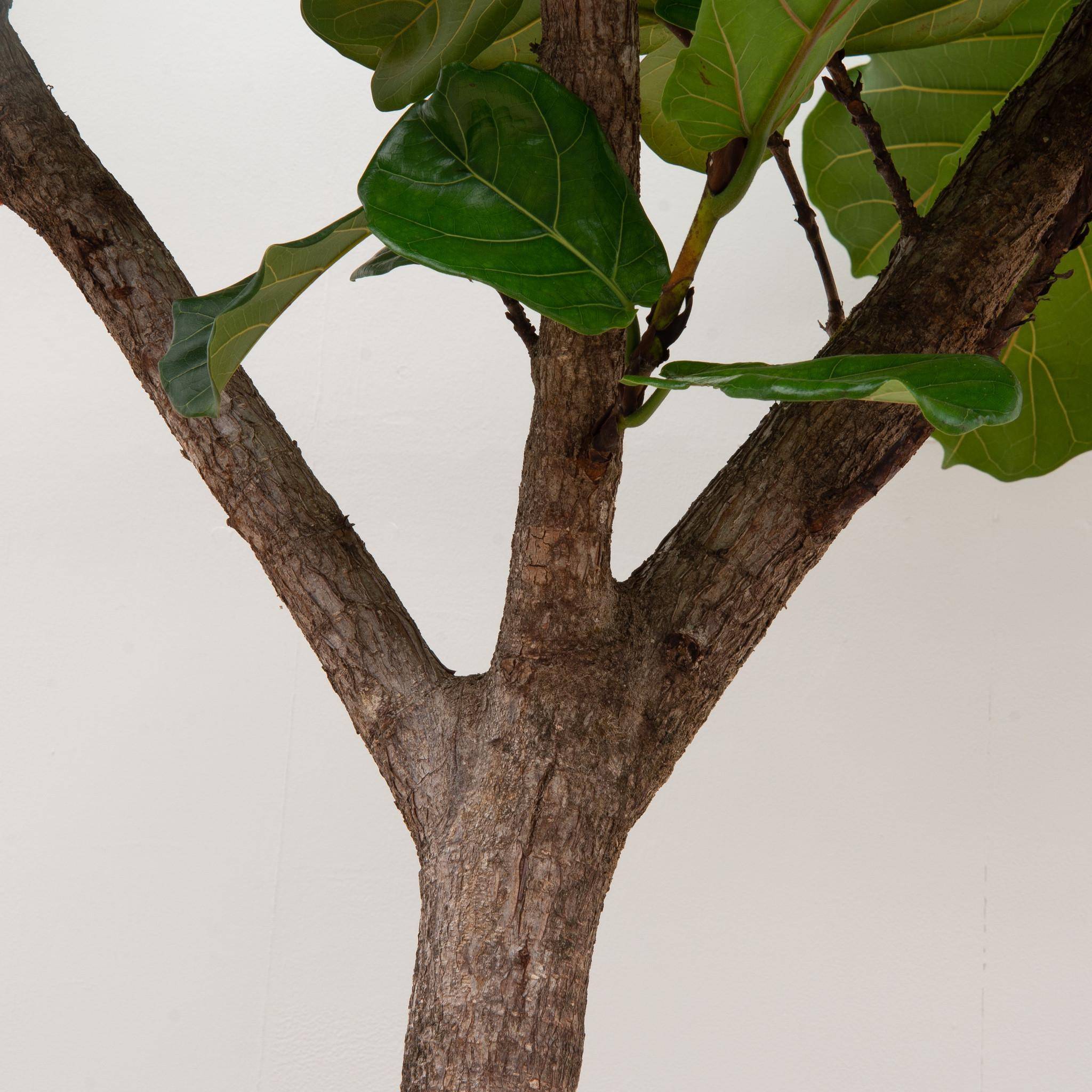 Ficus Lyrata Arbre Xxxl - D45 H270cm - Image 3