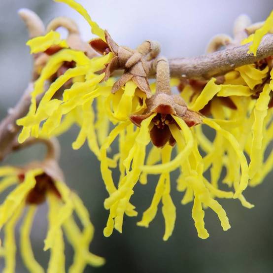 Hamamélis Pallida, Noisetier de Sorcière à fleurs Jaune - feuillage Caduc - Pot de 4L - 40/60 cm- hauteur à maturité De 2,50 m à 3,00 m - Image 3