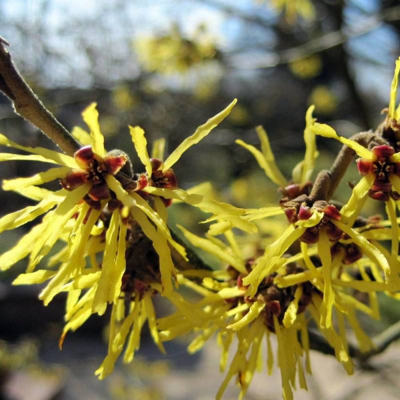 Hamamélis Pallida, Noisetier de Sorcière à fleurs Jaune - feuillage Caduc - Pot de 4L - 40/60 cm-  hauteur à maturité De 2,50 m à 3,00 m