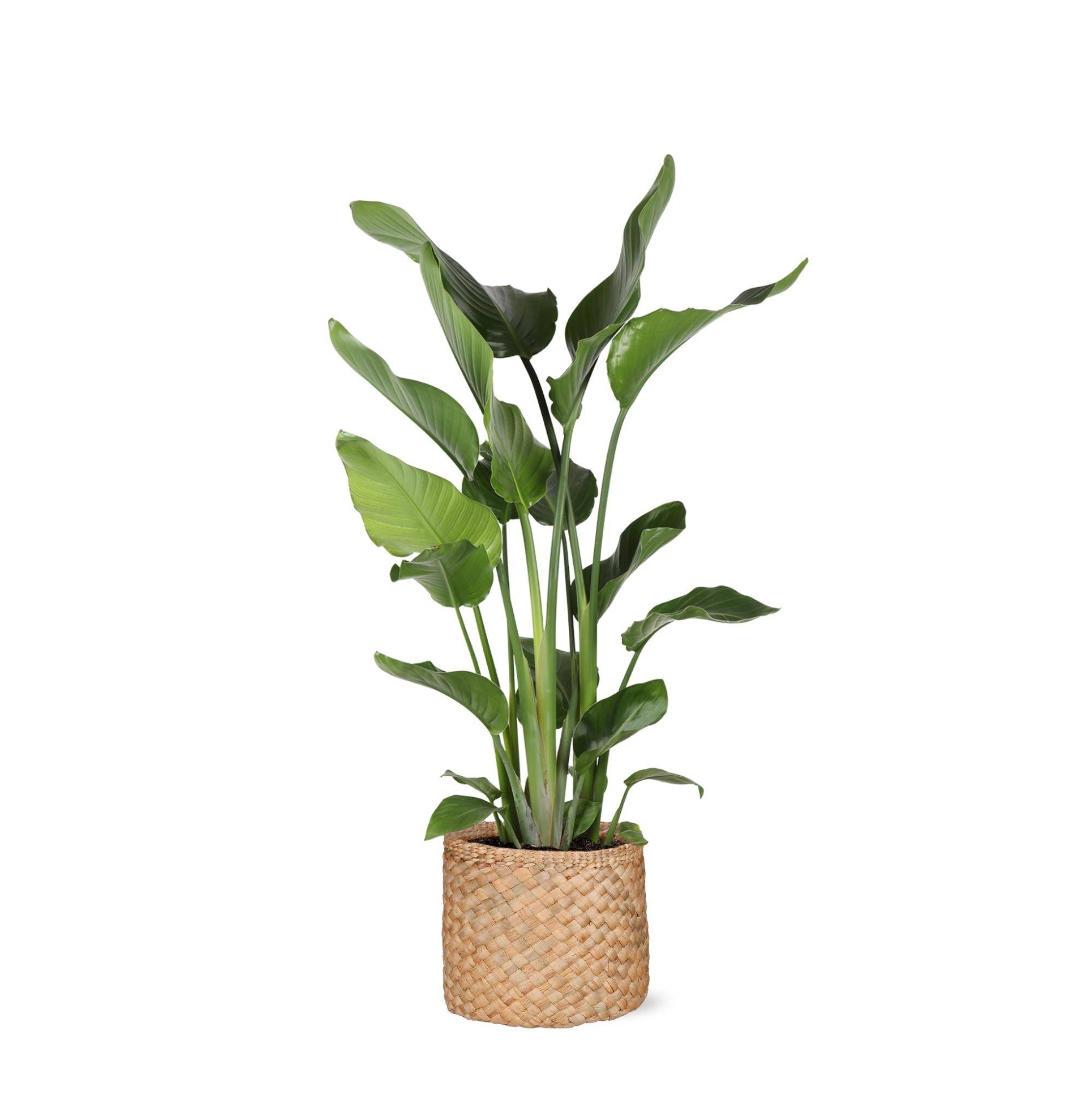 Strelitzia Nicolai et son pot- La Green Touch Panier Naturel - Hauteur 120cm