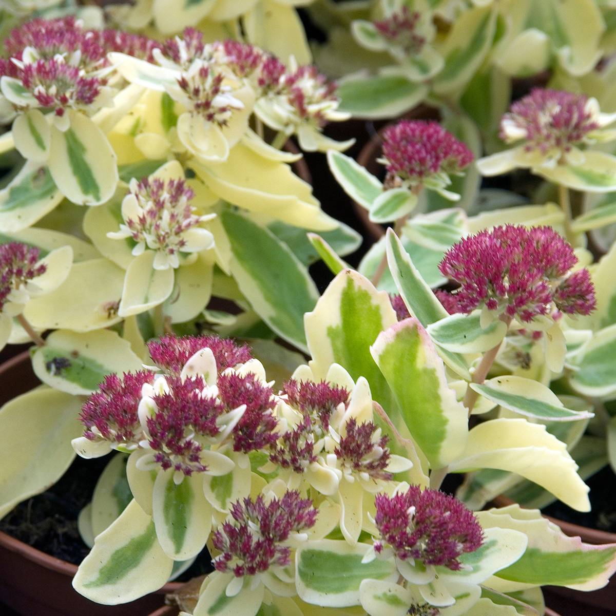 Promesse de Fleurs - Sedum Autumn Charm (Hylotelephium) Pot de 2L/3L