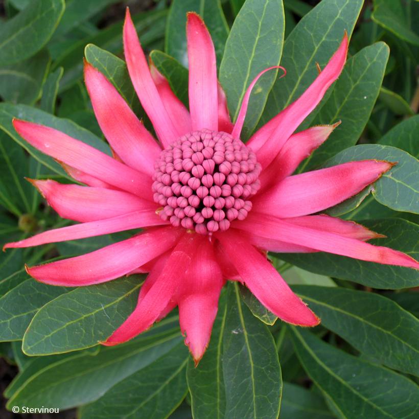 Telopea Braidwood Brilliant Pot de 4L/5L